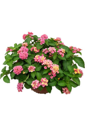 室外耐热耐晒花卉花期长好养