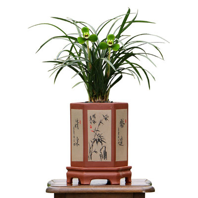 精品老种春兰素花慈恩素带花浓香