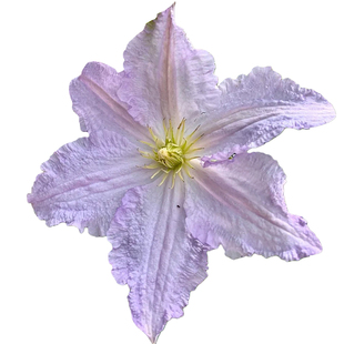 蓝天使铁线莲盆栽晚花三类大花勤花藤本庭院阳台爬藤花卉南北可种