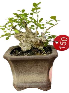 矮霸对节白蜡微型盆景小苗素材新手练手桩一物一拍植物老熟桩双杆