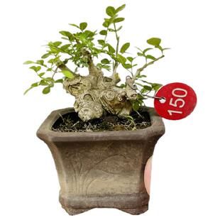 矮霸对节白蜡微型盆景小苗素材新手练手桩一物一拍植物老熟桩双杆