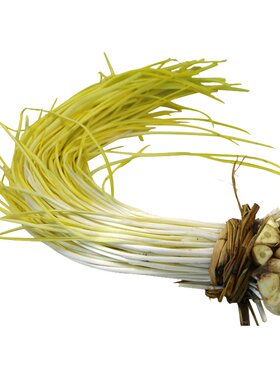 农家生态种植每日现摘鲜嫩蒜黄