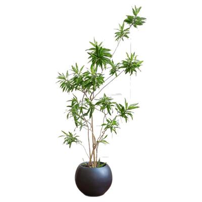 高级艺术感飘逸客厅绿植