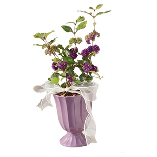 紫珠紫气东来植物小盆栽室内阳台办公室桌面四季好养小众个性绿植