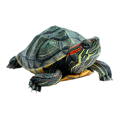 乌龟活物大巴西小长寿观赏宠