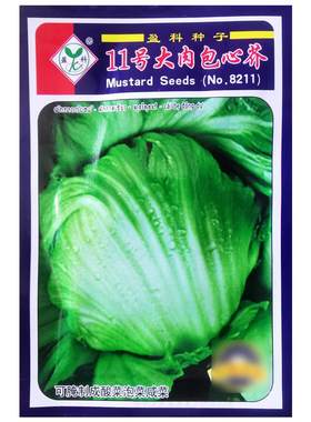 11号大肉包心芥菜种子大叶脆嫩