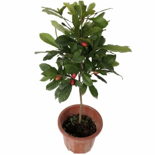 神秘果树苗 变味果苗 改变味觉酸变甜神秘果 树苗 当年结果水果苗