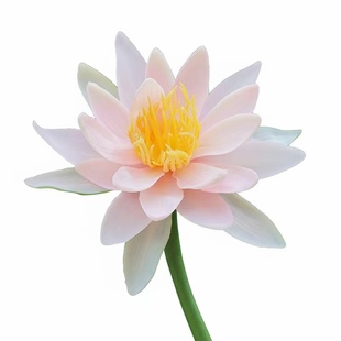 仿真花荷花莲花睡莲单枝荷叶荷苞莲蓬供佛池塘装饰新中式PU手感花