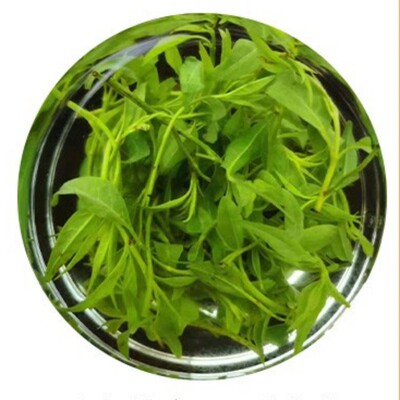 野生云南毛冬青小叶苦丁茶