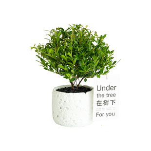 小叶赤楠盆栽植物室内老桩好养桌面盆景四季常青办公室绿植小树苗