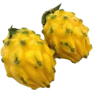 燕窝火龙果苗四季果树当年结果南北方种植果树苗阳台盆栽地栽