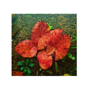 小可爱睡莲红睡莲红虎斑睡莲四色睡莲ADA睡莲水草南美睡莲前中景