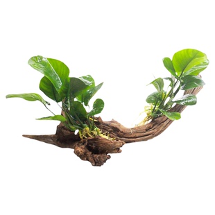 水榕水草沉木水族造景装饰天然造型鱼缸水草缸大叶水榕树绿植树