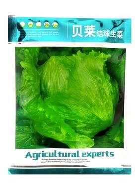美国秋季种植结球生菜