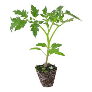 老品种番茄苗秧苗沙瓤西红柿苗毛粉柿子苗四季种植阳台盆栽蔬菜苗