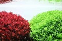The Red Palace in Singapore, the Blood Red Palace in Denmark, the Red Palace on the ground, the self-cultivated underwater leaves, the background view, the water plants, and the Green Palace thumbnail 7
