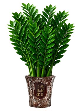 金钱树盆栽绿植好养植物客厅大盆