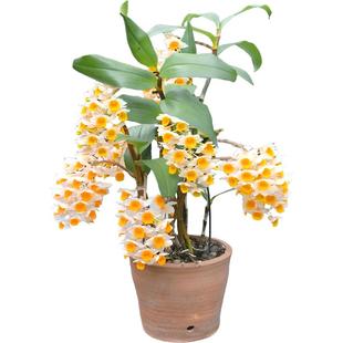 球花石斛盆栽吊兰原生种苗室内庭院绿植物花卉精品坡石斛已带花苞