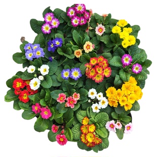 报春花盆栽欧洲玫瑰报春花苗耐寒植物室内阳台花卉草本植物易养活