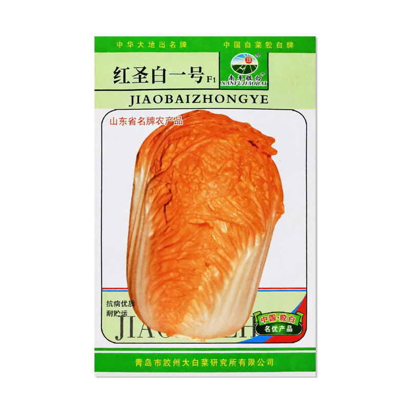 红圣白一号橘红大白菜种子