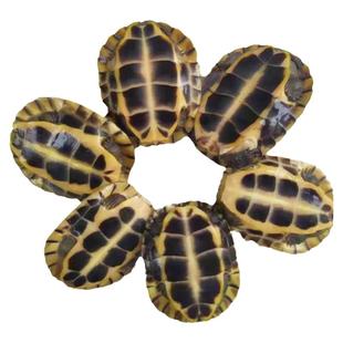 正宗越南石金钱龟 招财黄喉拟水龟繁殖下蛋 观赏南石宠物水龟活体