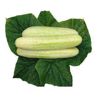 湖北特产农家自种白黄瓜新鲜蔬菜白皮老黄瓜脆嫩现摘现发