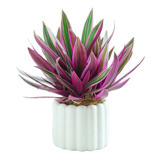 紫露兰盆栽室内前台花镜绿植好养活家中轻奢婚礼油画吊兰四季花卉