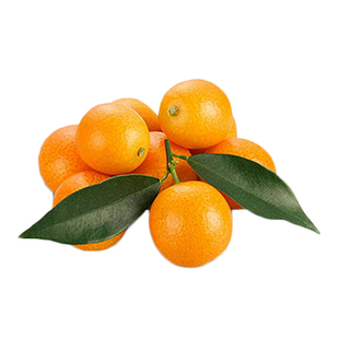 虹越橘子树盆栽脆皮金桔果苗桔子树苗柠檬柚子蜜桔一号春见耙耙柑