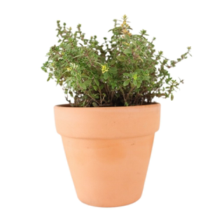 金边百里香可食用多年生香草植物盆栽克拉香草柠檬清香食用观赏