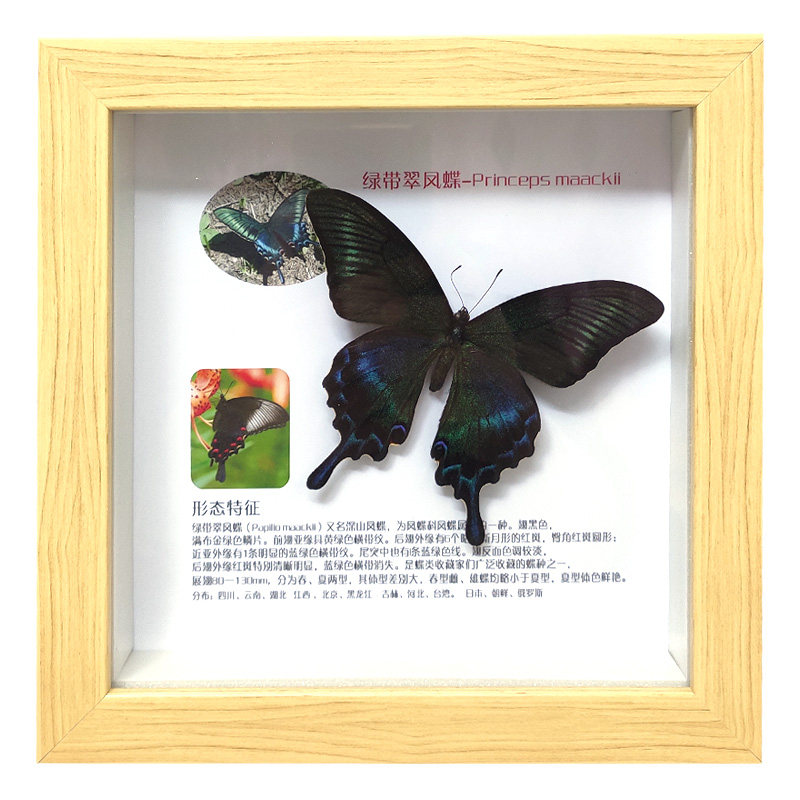 蝴蝶标本青凤蝶绿带凤昆虫相框