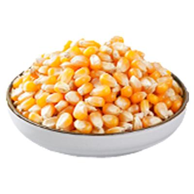 热烈球形爆米花专用玉米粒
