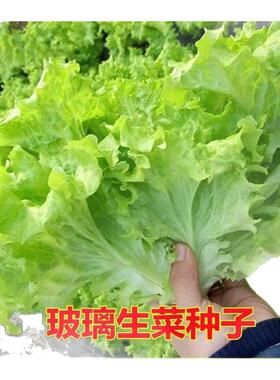 四季玻璃生菜种子种籽孑阳台种菜四季盆栽莱种春季沙拉蔬菜孑菜籽