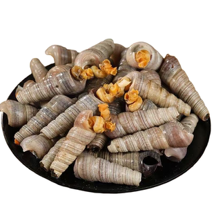 钉螺鲜活去尾新鲜海螺大号锥螺丝捞汁小海鲜麻辣贝类商用顺丰包邮