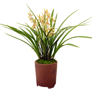 金边兰花黄金彩虹夏秋带花苞建兰四季兰盆栽客厅花卉植物室内花