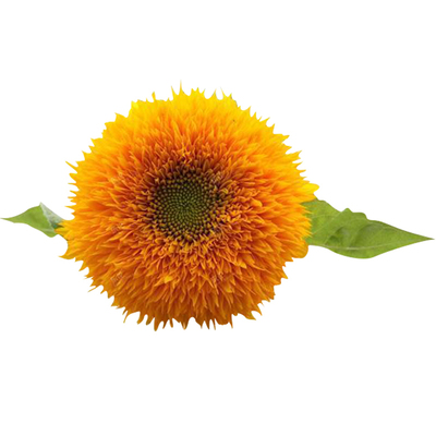 玩具熊向日葵花朵硕大鲜艳夺目