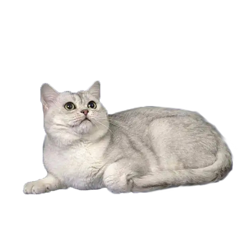 纯种美短猫咪活物虎斑猫宠物猫矮脚猫折耳蓝猫幼猫美短加白起司猫