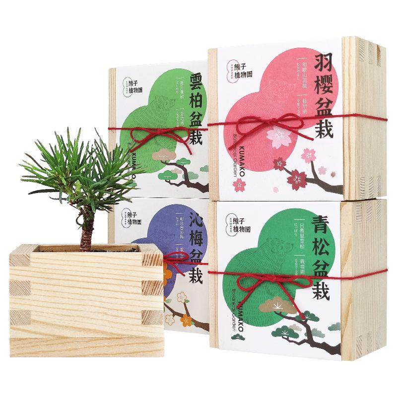 日式正版木盒桌面植物盆栽樱花办公室种子diy摆件生日定制礼品