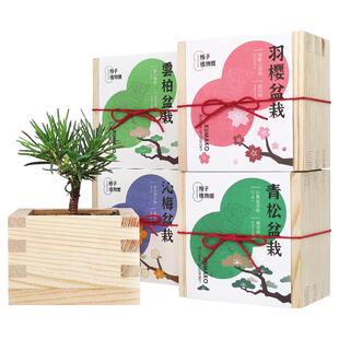 日式正版木盒桌面植物盆栽樱花办公室种子diy摆件生日定制礼品