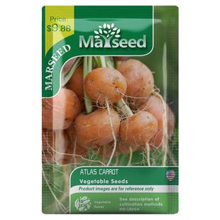 【MARSEED火星家】传家宝PARISIAN Carrot 巴黎人胡萝卜种子籽苗