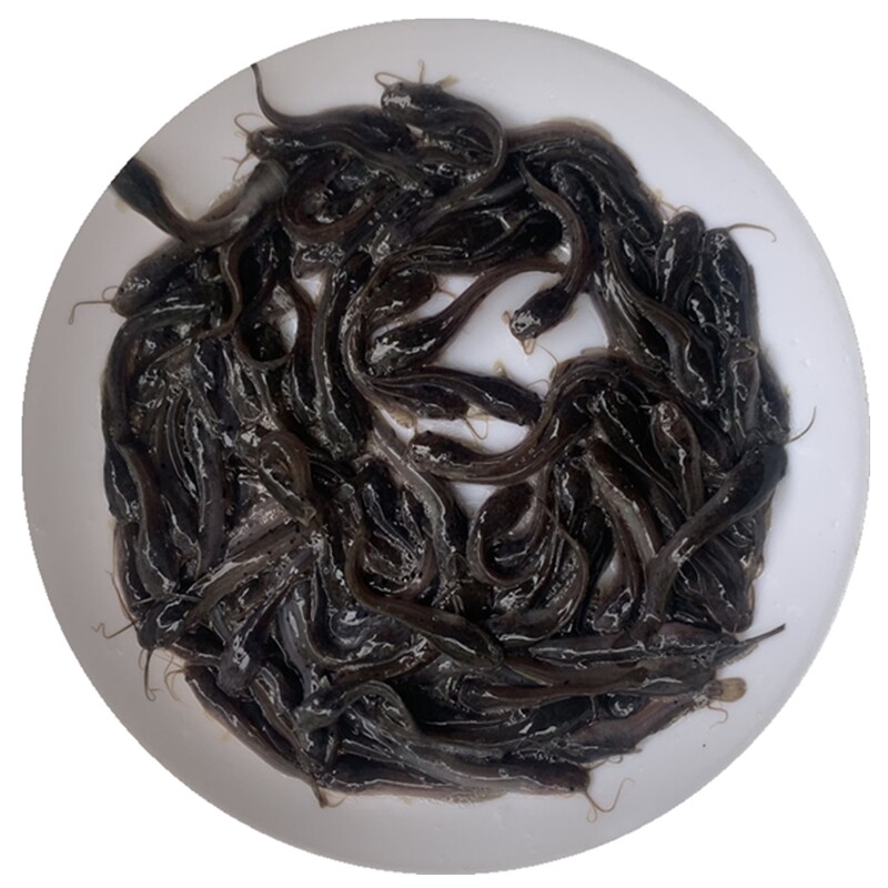 埃及塘鲺鱼苗革胡子鲶八须塘角