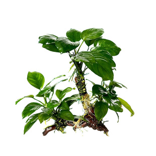 阴性水榕水草小榕大叶榕丹麦榕系列懒人小缸造景净化水质新手养草