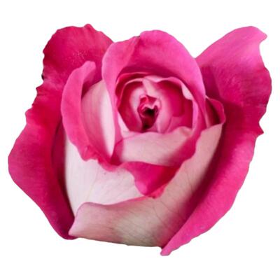 新品月季美心月季大花直立ADR认证灌木玫瑰阳台庭院盆栽花卉小苗