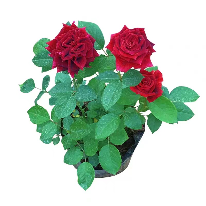 四季开花爬藤欧月月季大苗带苞