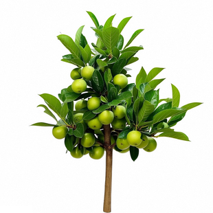 大青枣树果苗大枣超甜特大号带土球嫁接果树苗四季果树南北方种植