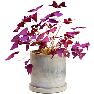 紫叶酢浆草蝴蝶紫色幸运草三叶草盆栽花卉室内耐阴阳台开花植物