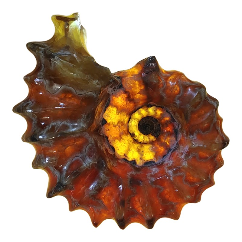 玉化羊角螺窦维雷菊石化石马达加斯加产中古装饰教学科普博物收藏