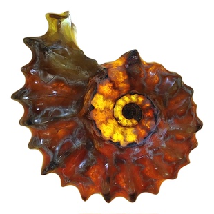 玉化羊角螺窦维雷菊石化石马达加斯加产中古装饰教学科普博物收藏