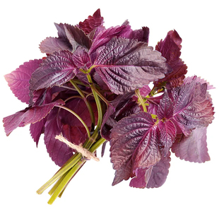 四季食用紫苏种子紫苏叶籽九层塔盆栽阳台播种可食用香草种子孑