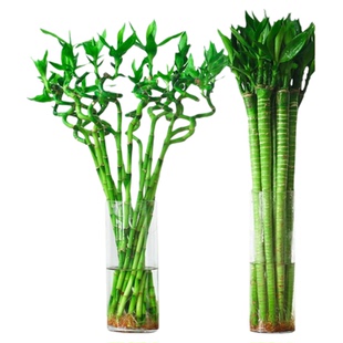 富贵竹转运竹弯竹龙竹水竹开运水养竹子带根水培植物花卉室内绿植