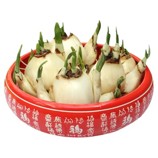 【含盆重瓣套餐】漳州水仙花种球重瓣室内盆栽水培花冬季花卉水仙